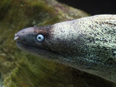 Akvarij Poreč