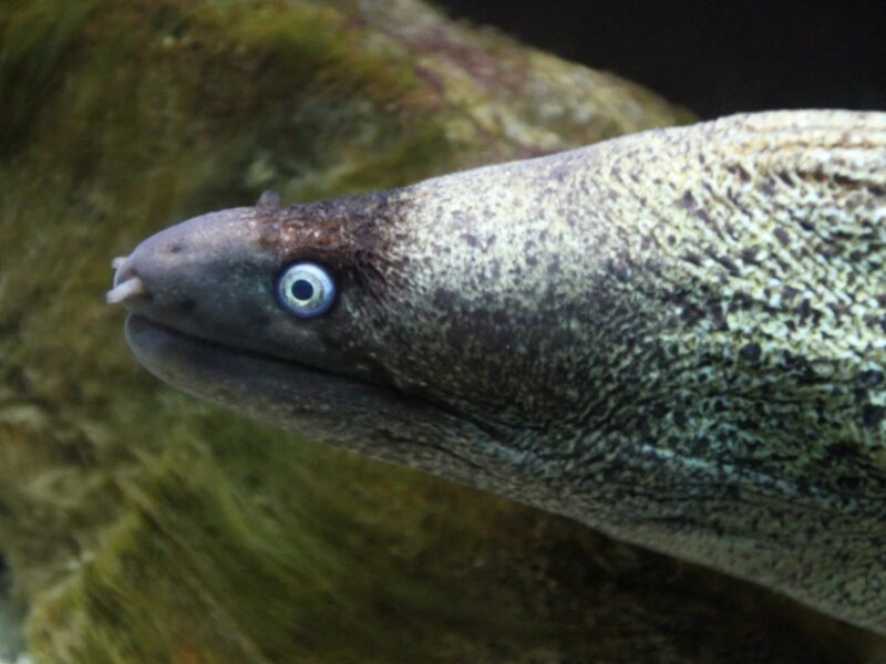 Akvarij Poreč